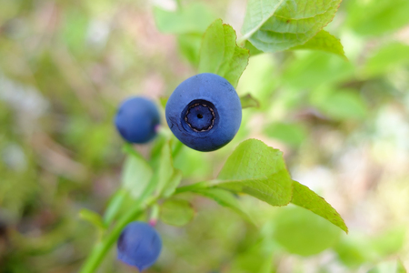 Vitamins in natural form in nature. Picking berries in the summer. In medicine uses the berries and leaves.の写真素材