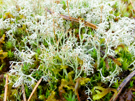 Plant the moss covering the stones. Soft plant of the tundra and North.の写真素材