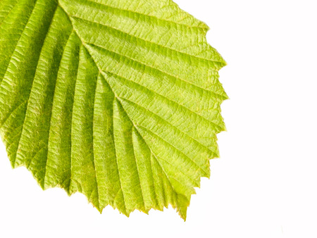 Background dew drops on leaf macro. Nature forest morning. Grass with water drops. Beautiful nature in detail.の写真素材