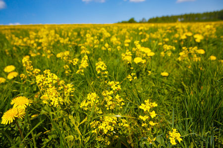 Field with yellow flower dandelions to the horizon. Rural views to the flower meadow and the blue sky. Pastoral panorama of nature summer. Undulating terrain. Beautiful landscape of a Sunny day.の写真素材