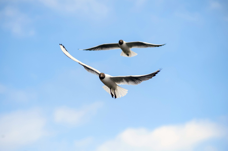 Seagulls flying high in the clouds. Free wild birds seagulls with the black heads.の写真素材