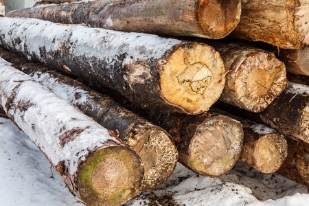 The texture of cut wood. Hiking fuel for camping. Natural chopped wood.