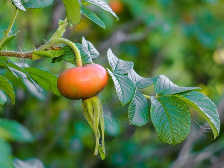 Medicinal the fruit of the wild rose. Bioactive fruit on the branch. Nature and its gifts for the benefit of mankind.の写真素材