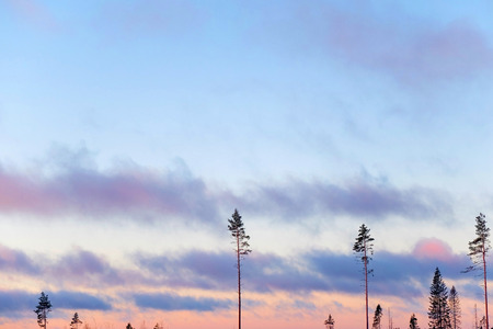 Nature dawn with pine in the sky and flying clouds. The landscape of the Northern nature. Panorama sky and air for background.の写真素材