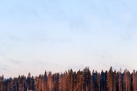 Nature dawn with pine in the sky and flying clouds. The landscape of the Northern nature. Panorama...