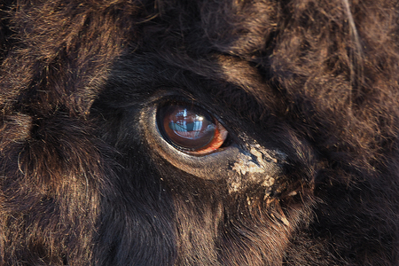 The eye of the beast is piercing.