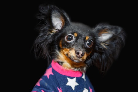 Miniature decorative dog dressed in clothes - costume.の写真素材