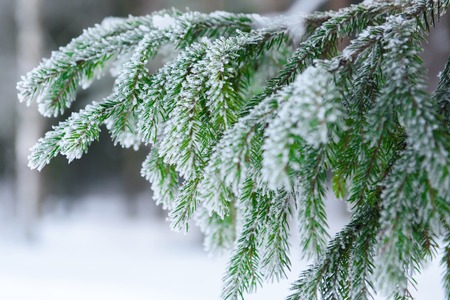 Winter fairy tale frozen forest.の写真素材