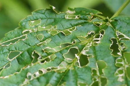 Background of bright green vegetation.