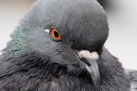 The wild dirty pigeon is close.の写真素材