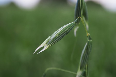 Plantation of oats in the field - crop agricultural industry.の写真素材