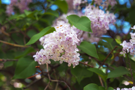 Tree blooming in spring and early summer.の写真素材
