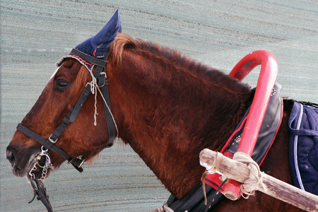 Rural Gelding in the harness.の写真素材