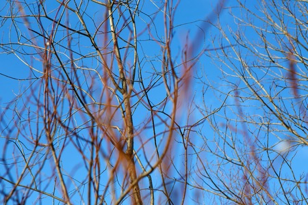 A great awakening of the early springtime. Forest buds on the tree bloom.