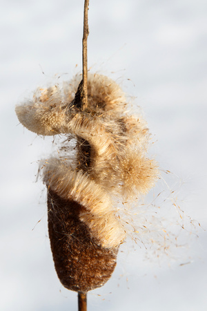 Cane fluffy ready to scatter the seeds in the spring. Nature Early springtime in the wilderness comes gently. The sedge is similar to the Eskimo ice cream.の写真素材