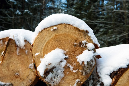 Stacks of sawn woods. Industrial logging of pine trees. Nature is used by people.