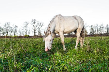 The herd unattended in nature.の写真素材