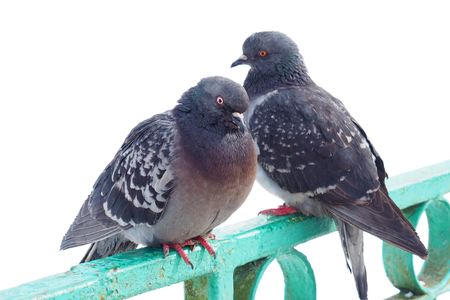 Bird Dove a grey close.の写真素材