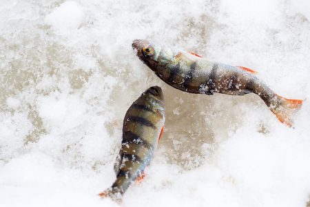 Perch and roach catch of a fisherman for food.の写真素材