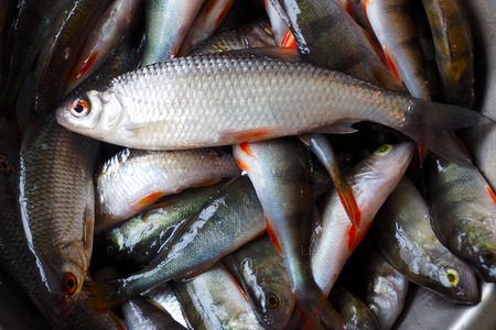 Perch and roach catch of a fisherman for food.