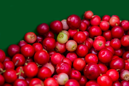 Autumn edible useful berries. Natural food of wild nature, rich in vitamins. Fall season of picking...