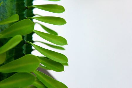The leaves of a Cactus isolated. Background with floral frame.の写真素材