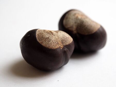 The acorns of the Chestnut tree.の写真素材
