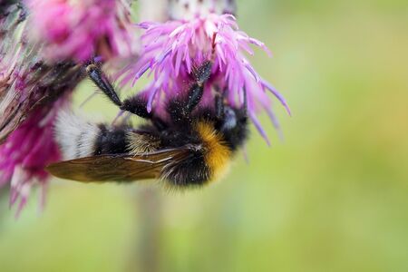Winged insect bumblebee gathers nectar from plants.の写真素材
