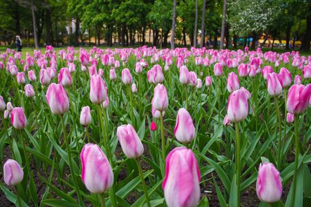 Flowers tulips Burgundy - luxury of the Dutch variety.の素材 [FY310141634848]