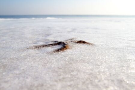 Starfish in winter Asteroidea frozen in the ice.の写真素材