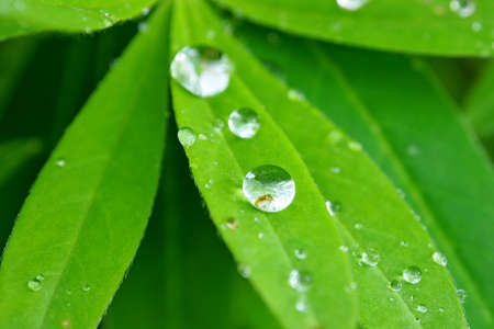 Dew of rain on a green leaf.の写真素材