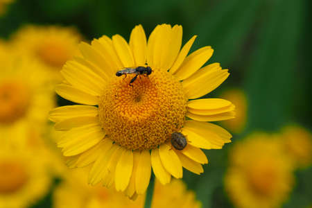 Fly collect pollen from flower.