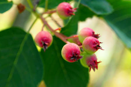 Saskatoon Irga maturing in the garden.