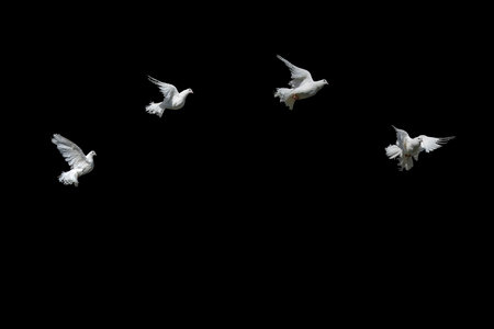 Dove decorative white isolated on black.の写真素材