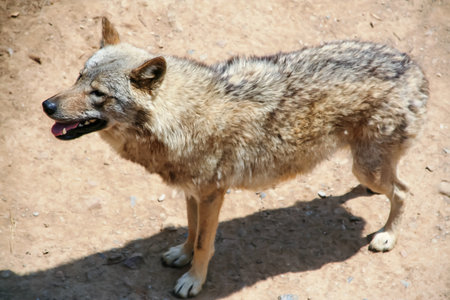 Wild wolf in its natural environment.