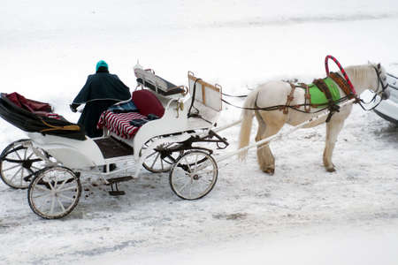 A white horse harnessed to a vintage white carriage.