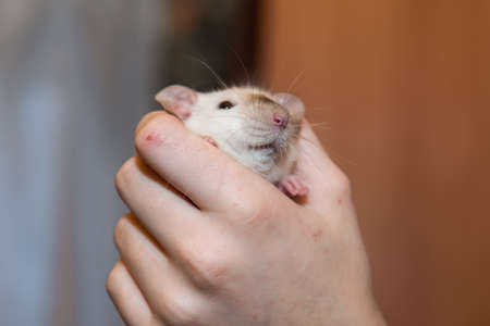 Pets mouse living with people in the house.の写真素材