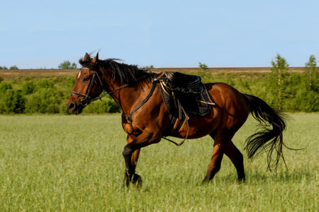 Horse galloping in the field on a sunny summer day.の写真素材
