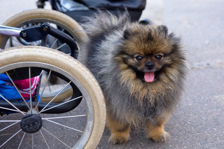 Pomeranian dog in wheelchair on the street. Close up.の写真素材