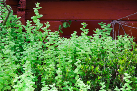 Mint plantsの写真素材