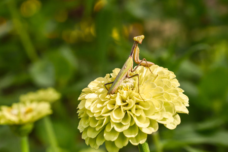 Dahlia and Mantisの写真素材