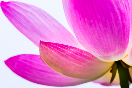 Lotus flowerの写真素材