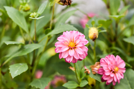 Dahliaの写真素材