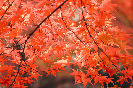 Autumn leaves