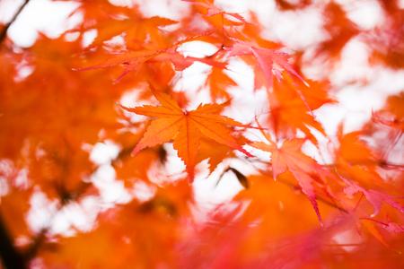 Autumn leaves