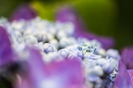 Hydrangea. Macro photography.
