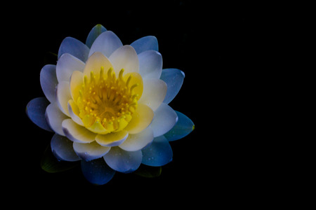 Water lilyの写真素材