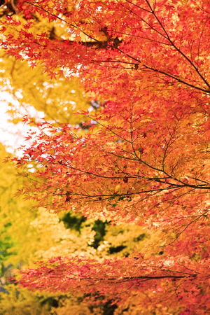 Autumn leaves