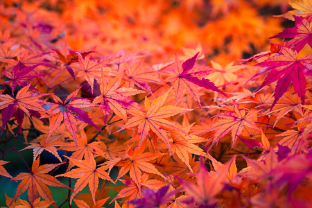 Autumn leaves