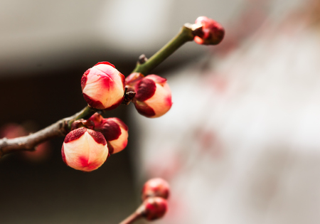 Bud of Japanese plum blossomsの写真素材